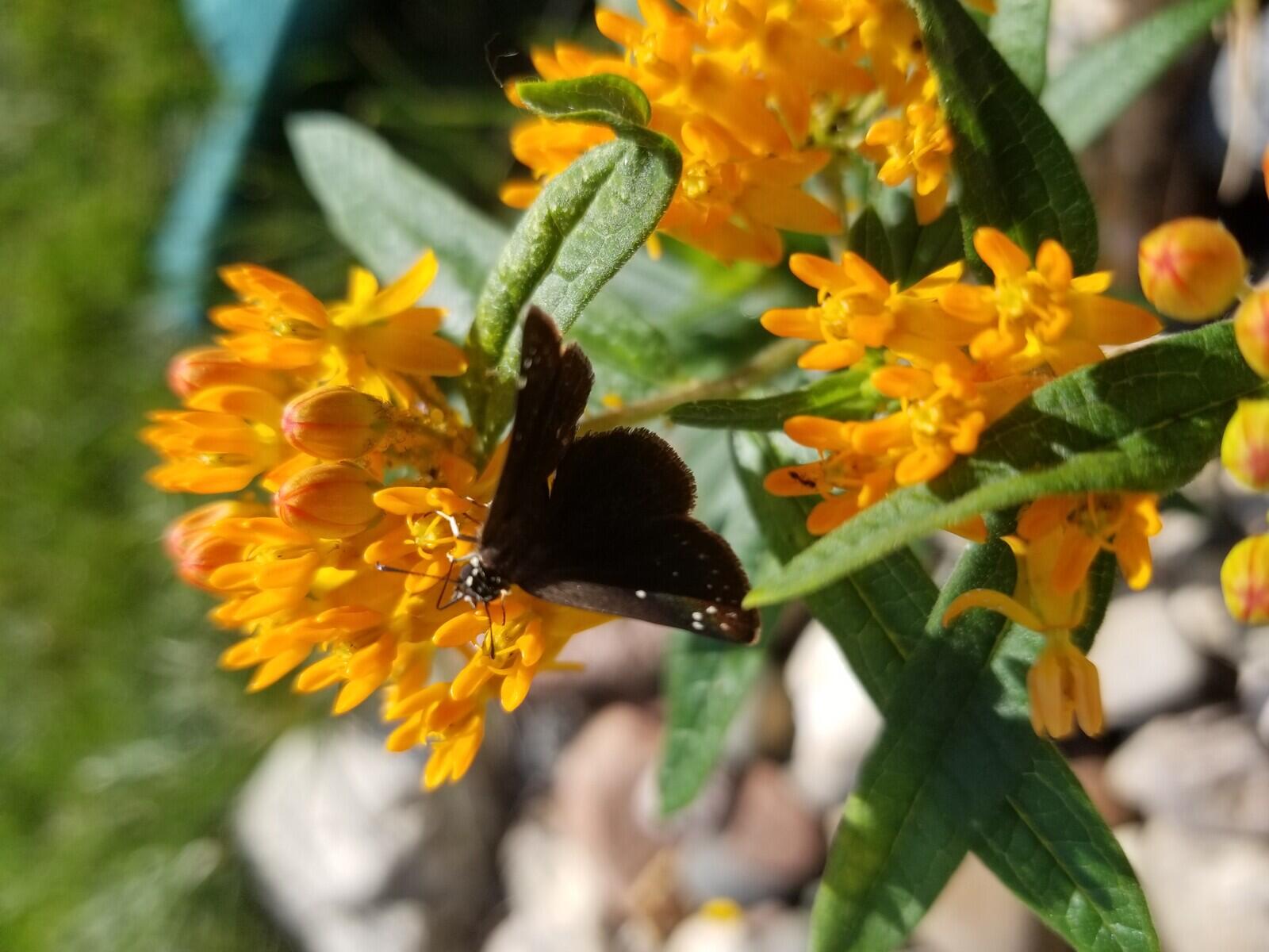 Butterfly feeding on Butterfly Weed in my young Butterfly Garden in Kansas City, Missouri by Bennette Dibbens